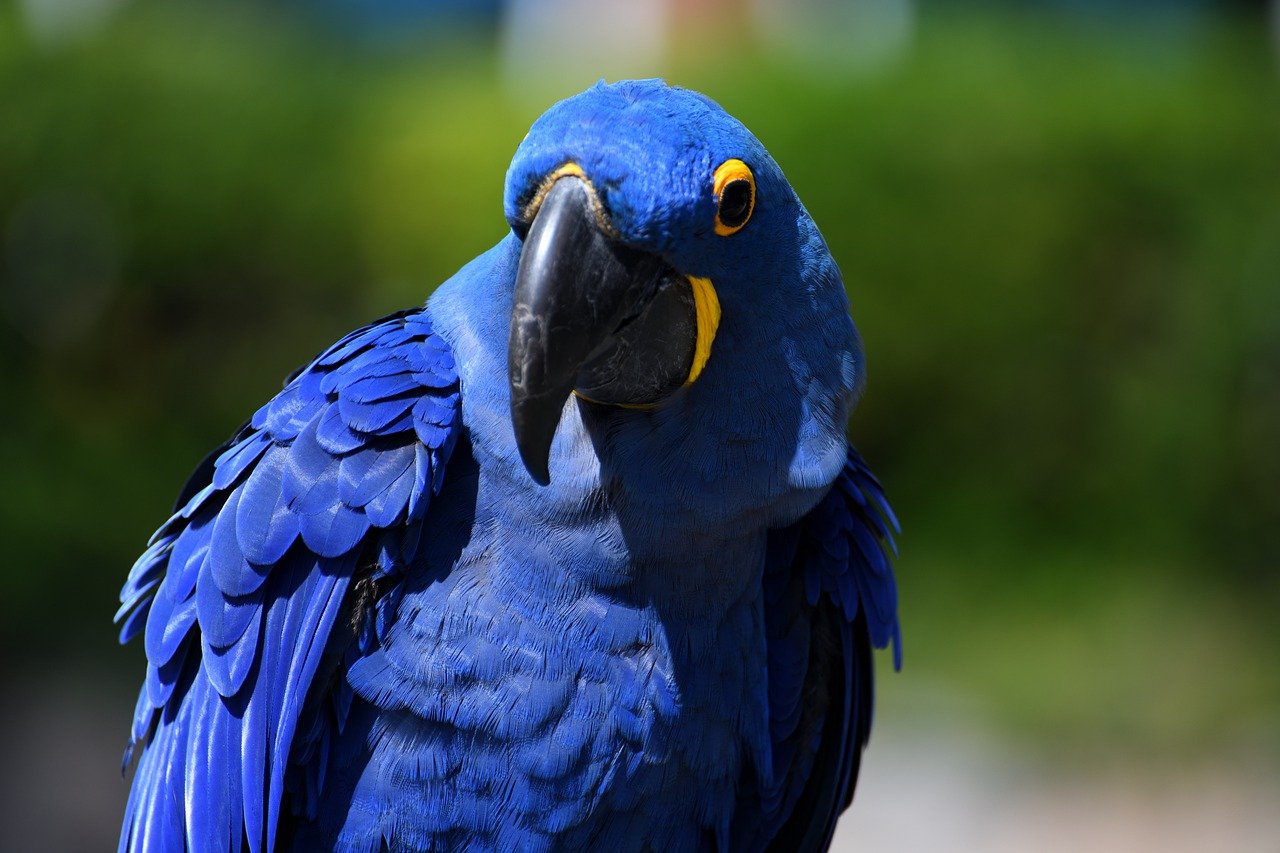 The Powerhouse of Biodiversity: Exploring the Amazon Rainforest